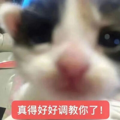 猫猫表情包