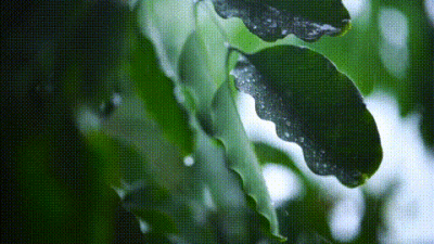 动图//雨