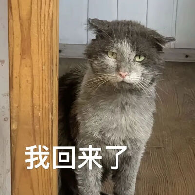 猫猫表情包