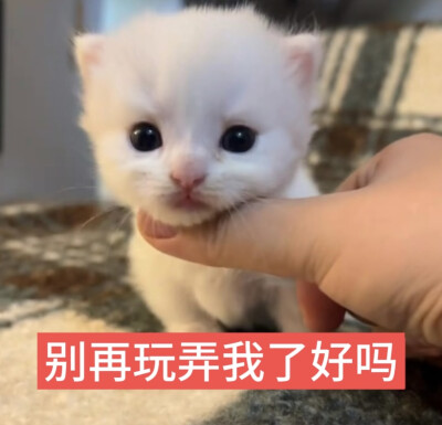 猫猫萌