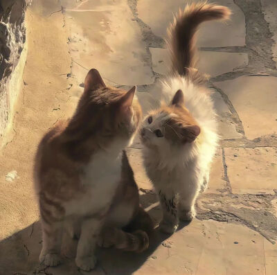 我是不会放弃收集这种图片的