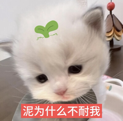 猫猫萌