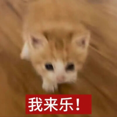 猫猫表情包