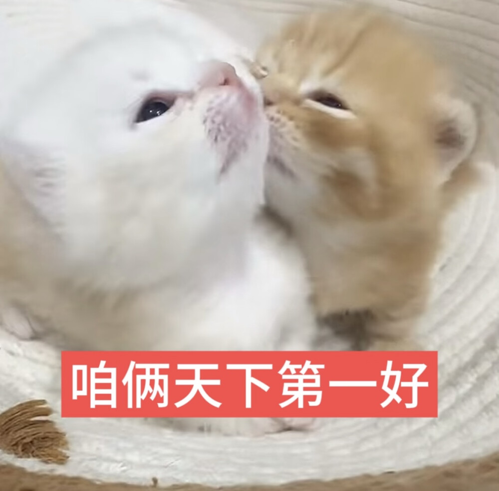 猫猫萌