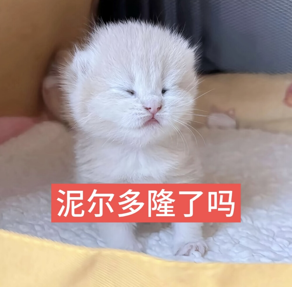 猫猫萌