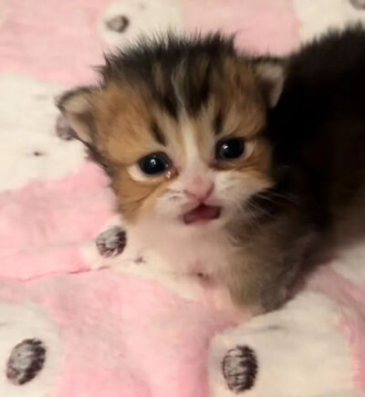 我是不会放弃收集这种图片的