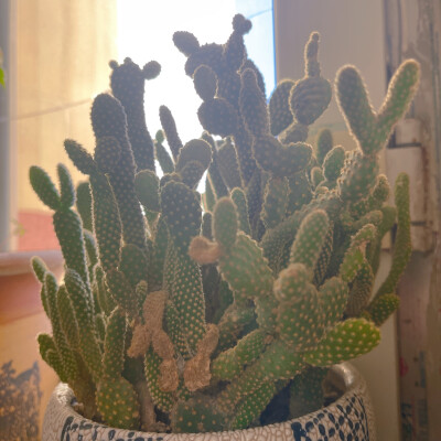 枝干都是爱你的比心