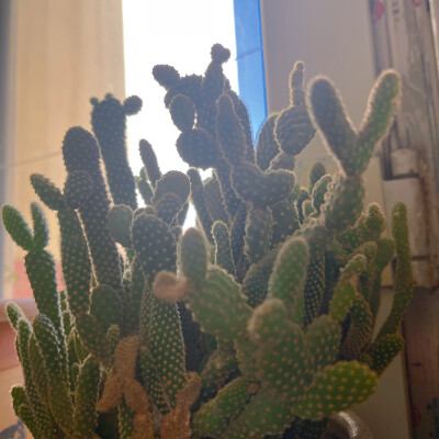 枝干都是爱你的比心