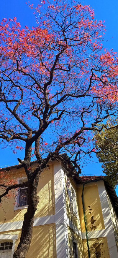 壁纸·图源微博