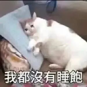 猫猫表情包