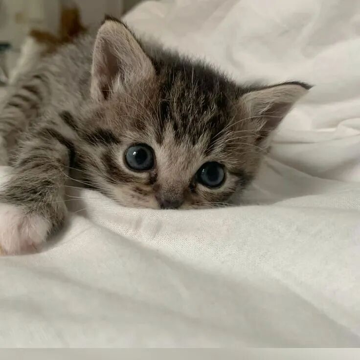 我是不会放弃收集这种图片的