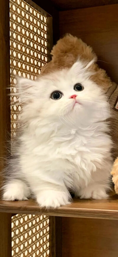 我是不会放弃收集这种图片的