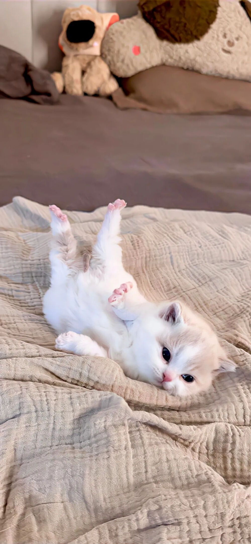 我是不会放弃收集这种图片的