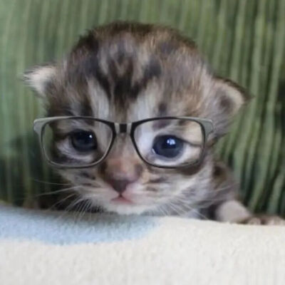 我是不会放弃收集这种图片的