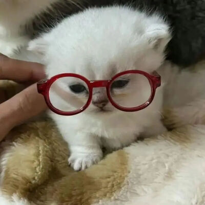 我是不会放弃收集这种图片的