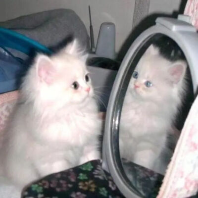 我是不会放弃收集这种图片的