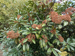 石楠的橙红果实缀满枝头，星星点点，明艳动人！