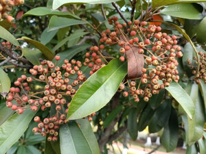 石楠的橙红果实缀满枝头，星星点点，明艳动人！