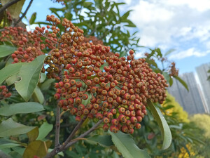 石楠的橙红果实缀满枝头，星星点点，明艳动人！