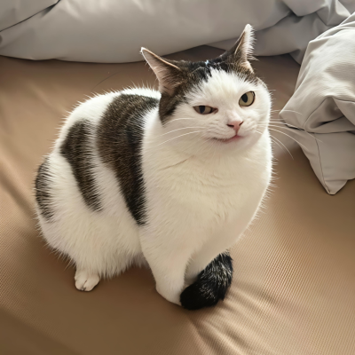 我是不会放弃收集这种图片的