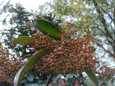 石楠的橙红果实缀满枝头，星星点点，明艳动人！