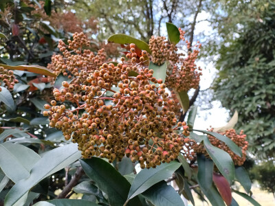 石楠的橙红果实缀满枝头，星星点点，明艳动人！