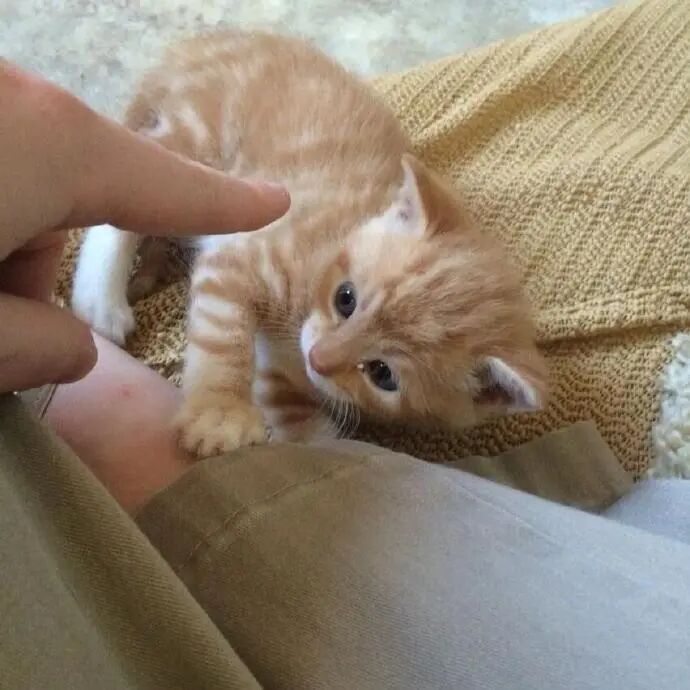 我是不会放弃收集这种图片的