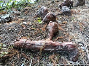 落羽杉的膝状呼吸根，生于水边，形态奇特！