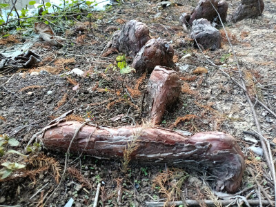 落羽杉的膝状呼吸根，生于水边，形态奇特！