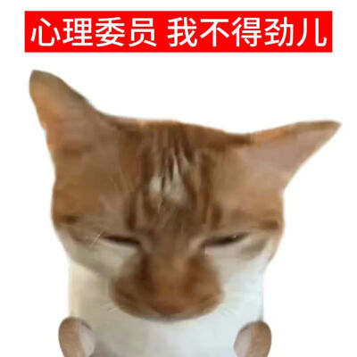 猫猫表情包