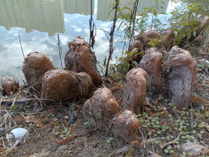 落羽杉的膝状呼吸根，生于水边，形态奇特！