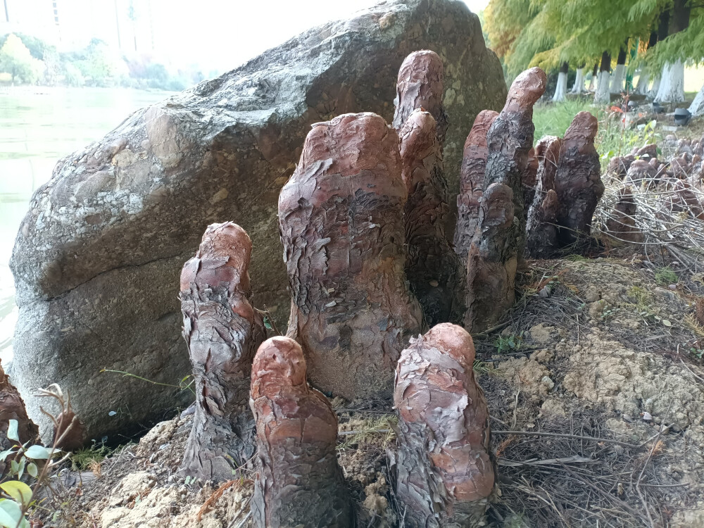 落羽杉的膝状呼吸根，生于水边，形态奇特！