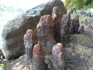 落羽杉的膝状呼吸根，生于水边，形态奇特！