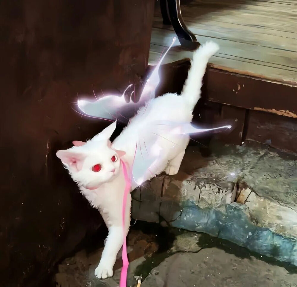 我是不会放弃收集这种图片的