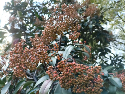 石楠的橙红果实缀满枝头，星星点点，明艳动人！