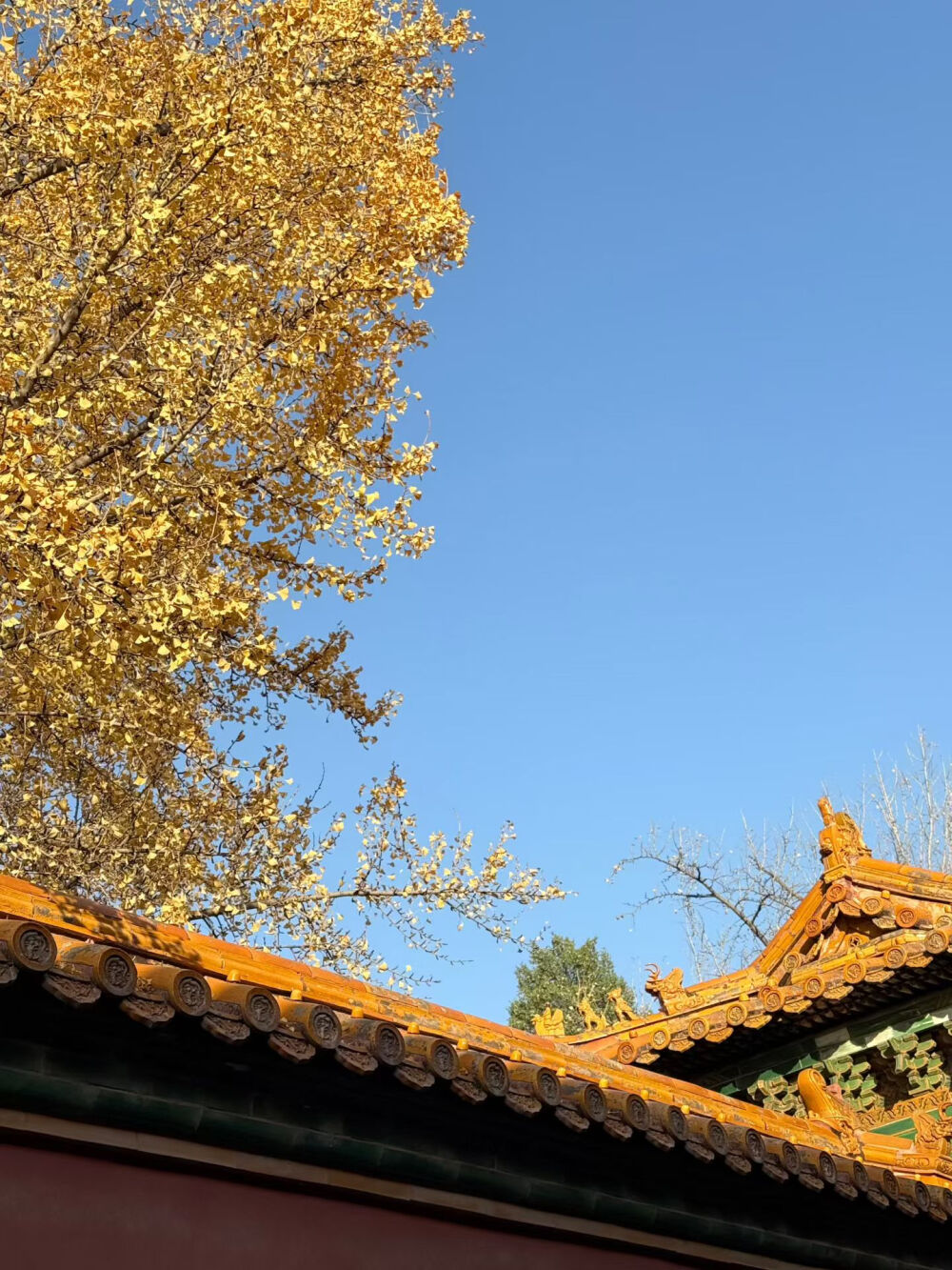 2025/11/12梦梦在北京