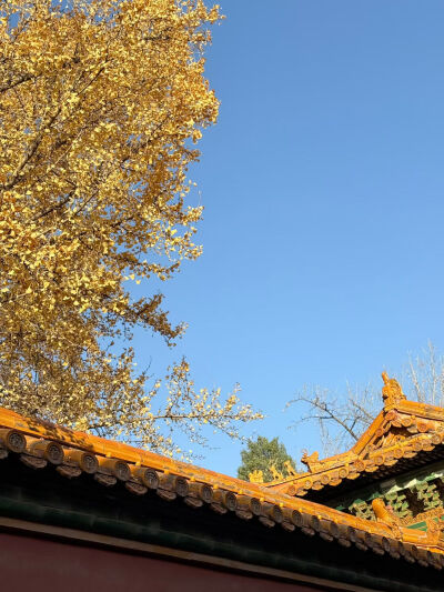 2025/11/12梦梦在北京