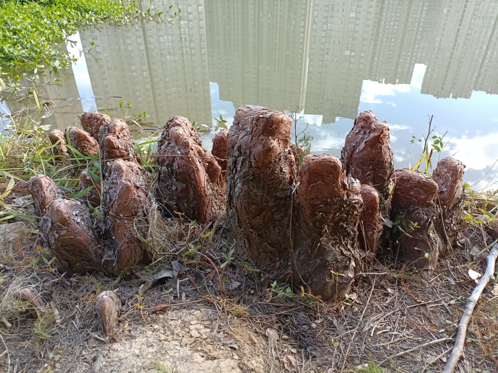 落羽杉的膝状呼吸根，生于水边，形态奇特！