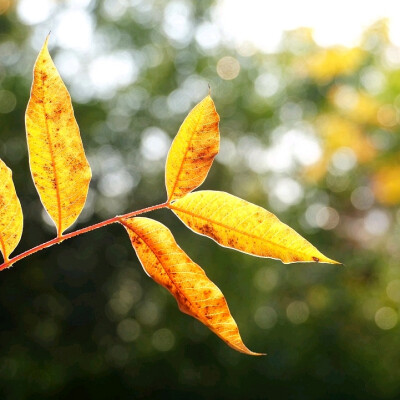 日常
你顺手挽住火焰，化作漫天大雪。