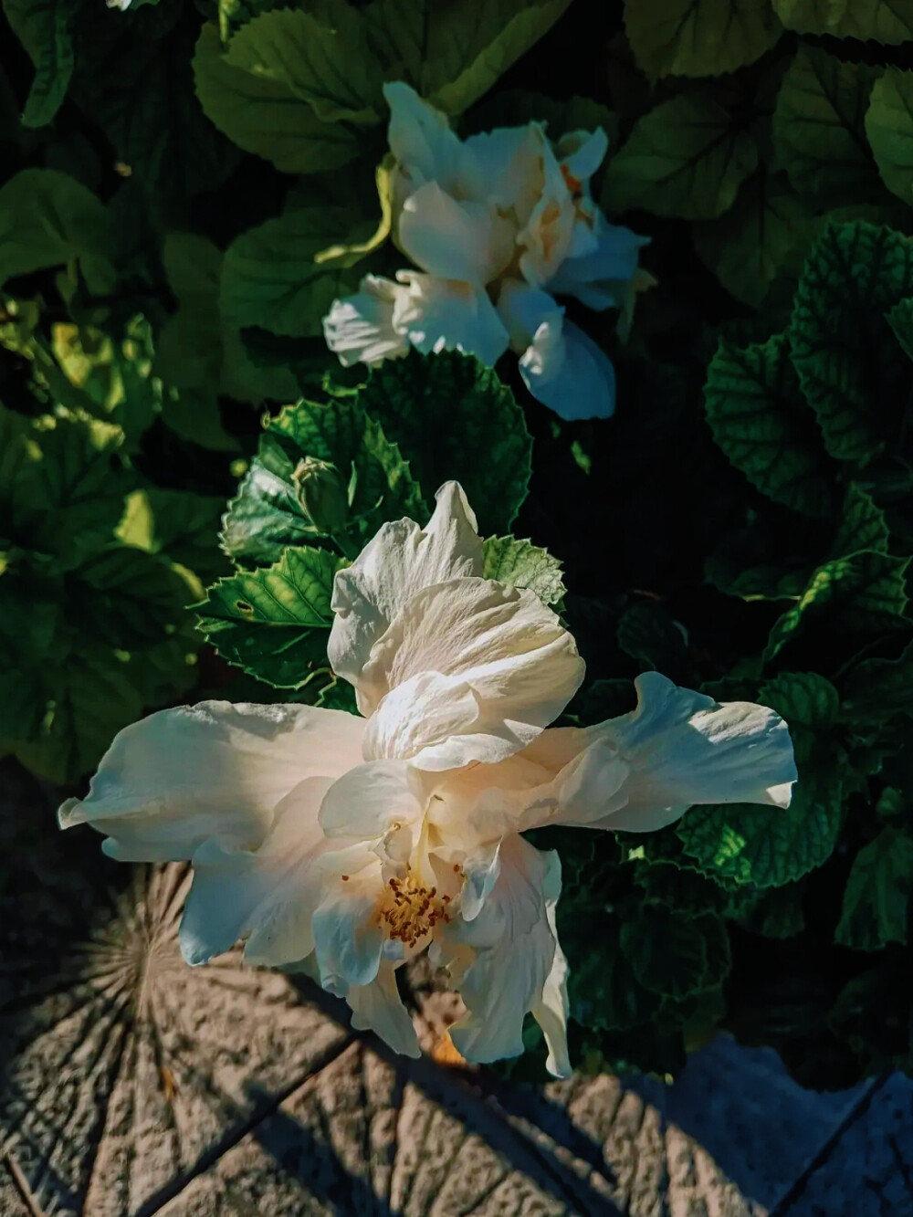 日常
日子是本无言的书