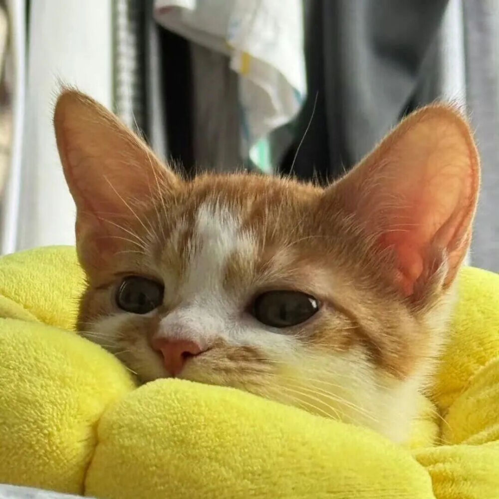 我是不会放弃收集这种图片的