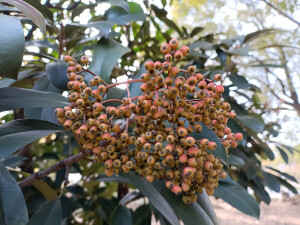 石楠的橙红果实缀满枝头，星星点点，明艳动人！