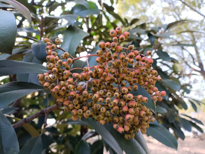 石楠的橙红果实缀满枝头，星星点点，明艳动人！