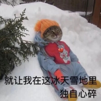 猫猫表情包