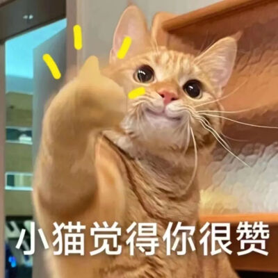 猫猫表情包