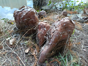 落羽杉的膝状呼吸根，生于水边，形态奇特！