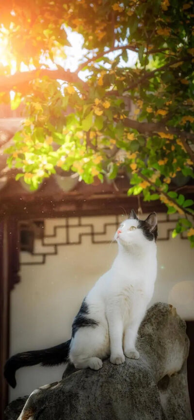 我是不会放弃收集这种图片的