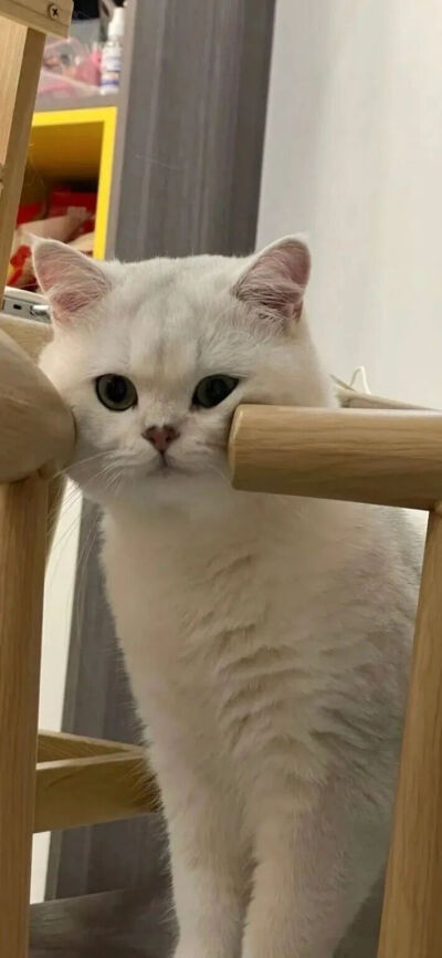 我是不会放弃收集这种图片的