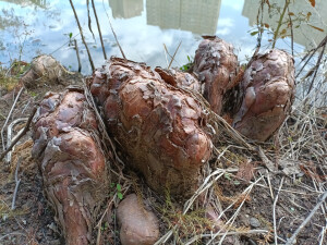 落羽杉的膝状呼吸根，生于水边，形态奇特！