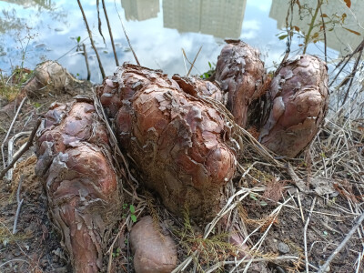 落羽杉的膝状呼吸根，生于水边，形态奇特！